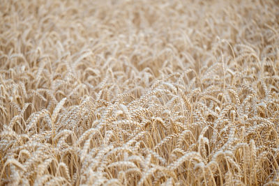 Wheat background banner. ripe cereal field in the evening. copy space for agricultural company