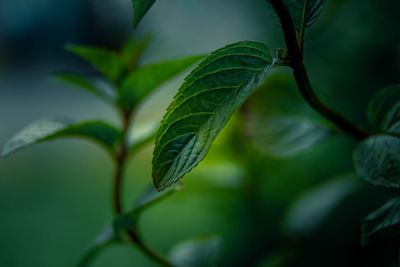 Beautiful closeup of peppermint leaves in the garden. natural, fresh, cooling herbal tea, vegan.