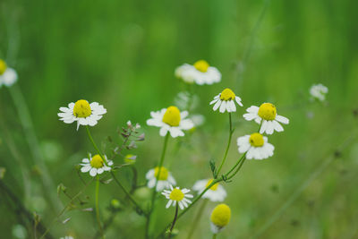 Close-up of yellow flowering plants on field