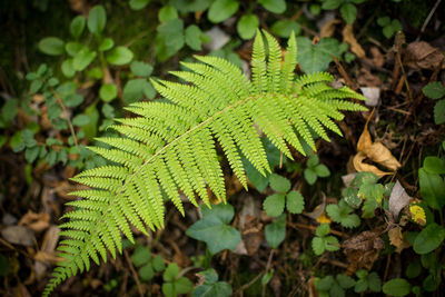 High angle view of leaves on plant