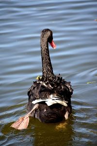 Swan swimming in lake