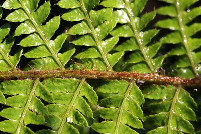 Full frame shot of leaf