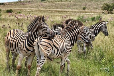 Zebras zebra in grass