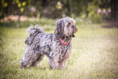 Portrait of a dog on field