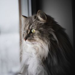 Close-up of a cat looking away