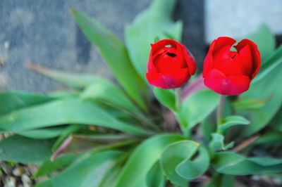 Close-up of red flower