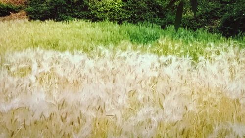 Close-up of wheat field