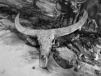 High angle view of animal skull