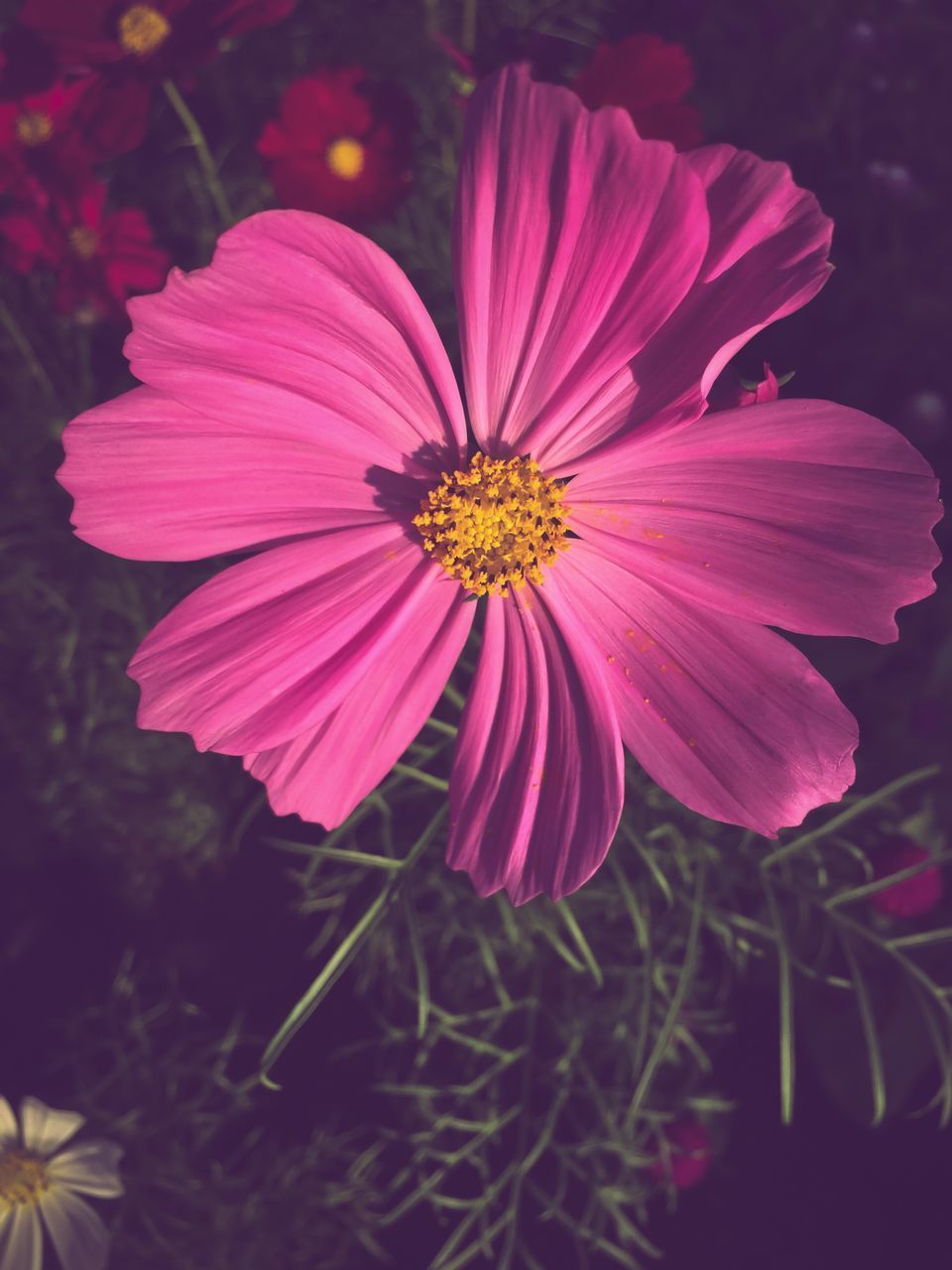 CLOSE-UP OF PINK COSMOS