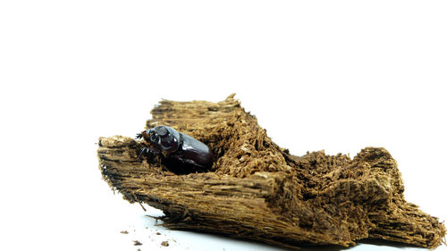 Close-up of insect on wood against white background