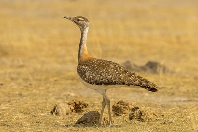 Side view of a bird on a field