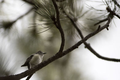 Bird perching on branch