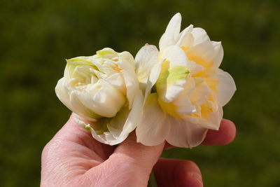 Close-up of hand holding flower