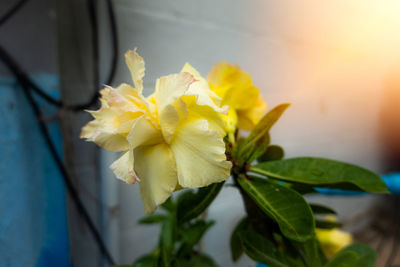 Close-up of yellow flowering plant