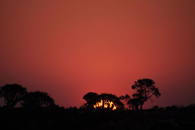 Silhouette of trees at sunset