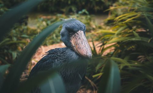 Close-up of a bird