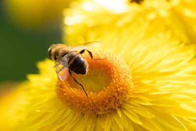 Close-up of insect on yellow flower