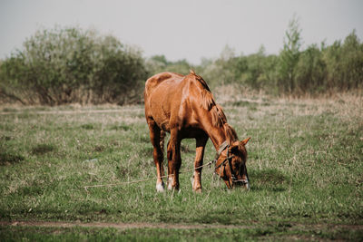 Horse grazing in a field