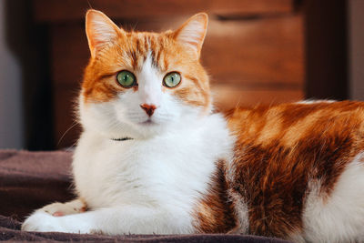 Close-up portrait of cat