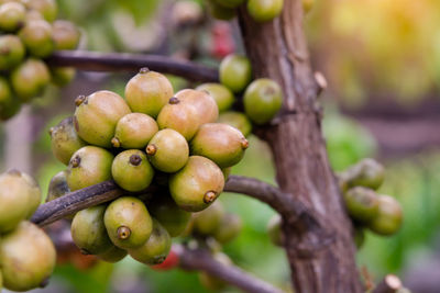 Close-up of fruits growing on tree