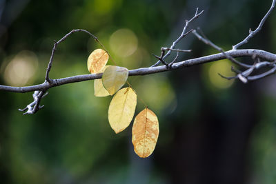 branch
