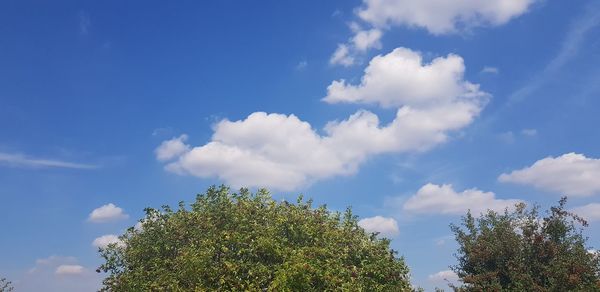 Low angle view of trees against blue sky