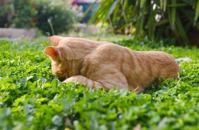 View of ginger cat lying on grass