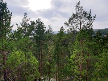Trees in forest against sky