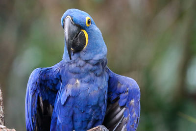 Hyacinth macaw close-up