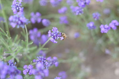 Close-up of purple flowering plants on field