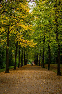 Distant view of people amidst trees at park during autumn