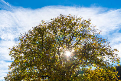 Low angle view of tree against sky on sunny day