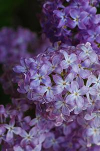 Close-up of purple flowers