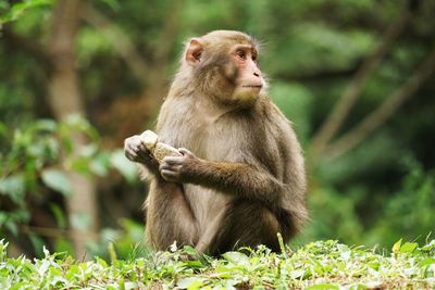 Monkey sitting in forest