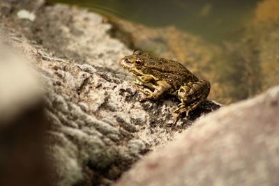 Close-up of lizard