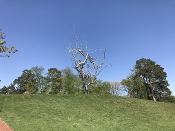 Trees on field against clear sky