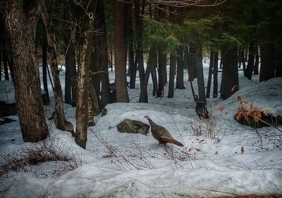 Birds in forest