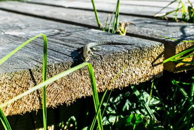 Close-up of insect on wood