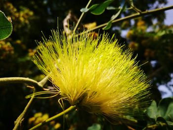 Close-up of yellow flowering plant