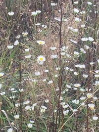 High angle view of white flowering plants on field