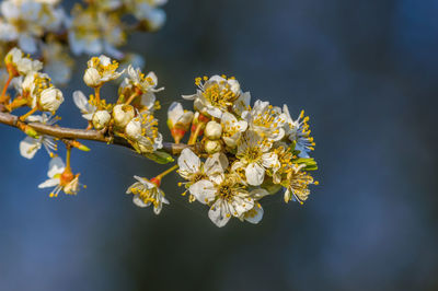 Close-up of white cherry blossom tree