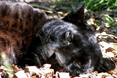 Close-up of cat