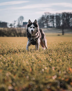 Portrait of dog running on field