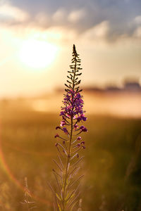 Close-up of purple flowering plant on field against sunset