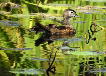 Close-up of birds in water