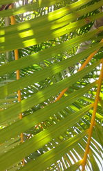 Low angle view of palm tree leaves