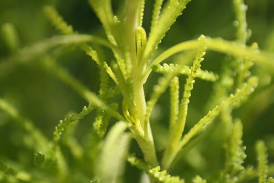Close-up of fresh green plant