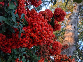 Low angle view of berries growing on tree