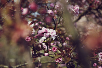 Close-up of pink flowers blooming in park