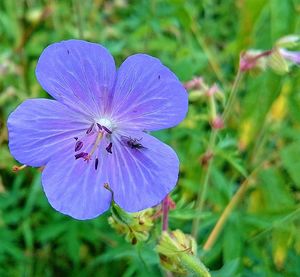 Close-up of purple flowers blooming